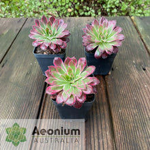 Load image into Gallery viewer, Aeonium 'Peacock'