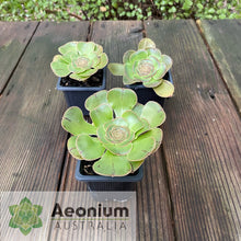 Load image into Gallery viewer, Aeonium arboreum aff. holochrysum (El Hierro)