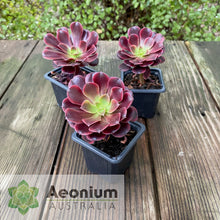 Load image into Gallery viewer, Aeonium 'Superbang'