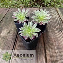 Load image into Gallery viewer, Aeonium 'Firecracker' Variegated