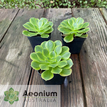 Load image into Gallery viewer, Aeonium 'Green Lemon'