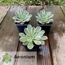 Load image into Gallery viewer, Aeonium 'Ballerina'