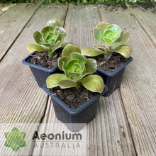 Load image into Gallery viewer, Aeonium smithii