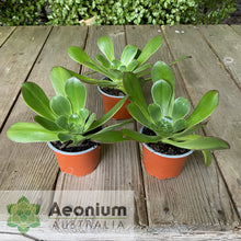 Load image into Gallery viewer, Aeonium urbicum var. meridionale