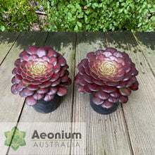 Load image into Gallery viewer, Aeonium 'Nebula'