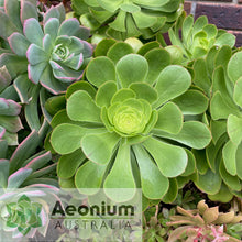 Load image into Gallery viewer, Aeonium undulatum