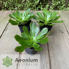 Load image into Gallery viewer, Aeonium 'Voodoo'