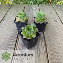 Load image into Gallery viewer, Aeonium glandulosum