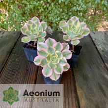 Load image into Gallery viewer, Aeonium 'Sunburst'