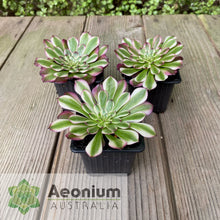 Load image into Gallery viewer, Aeonium 'Meiji'