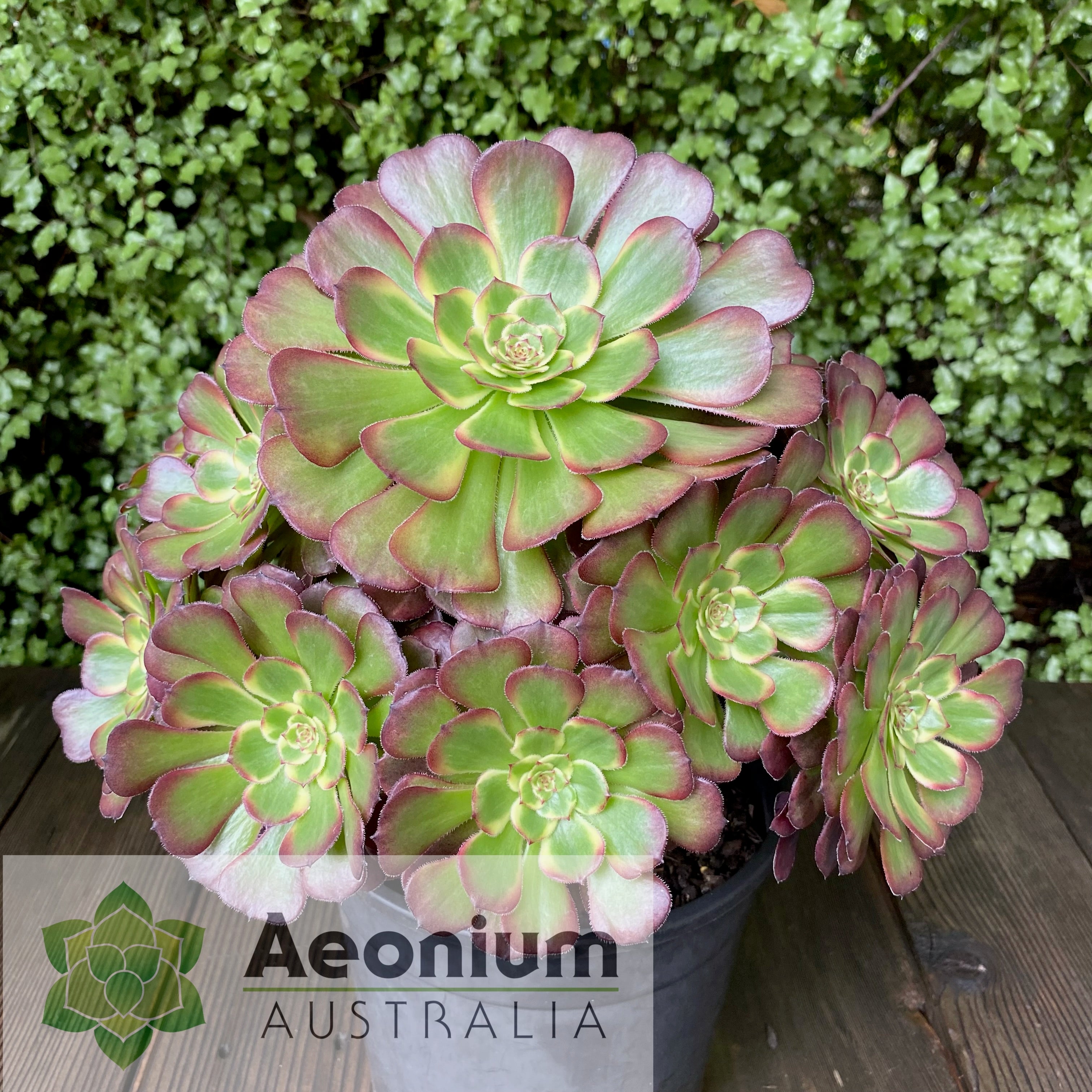 Aeonium 'Black King Kong' – Aeonium Australia