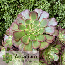 Load image into Gallery viewer, Aeonium 'Black King Kong'