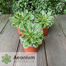Load image into Gallery viewer, Aeonium 'Green Rose'