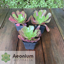 Load image into Gallery viewer, Aeonium 'Velour'