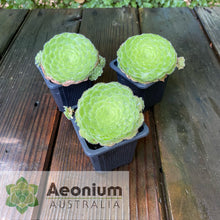 Load image into Gallery viewer, Aeonium tabuliforme 'Hime Meikyou'