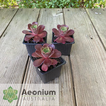 Load image into Gallery viewer, Aeonium 'Color Scheme'