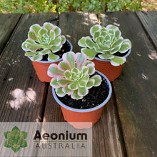 Load image into Gallery viewer, Aeonium 'Rain Flower'