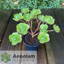Load image into Gallery viewer, Aeonium 'Little Luna'