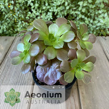 Load image into Gallery viewer, Aeonium 'Color World'