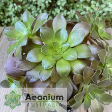 Load image into Gallery viewer, Aeonium 'Color Scheme'