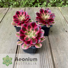 Load image into Gallery viewer, Aeonium 'Pink Witch'