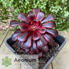 Load image into Gallery viewer, Aeonium 'Zwartkop' Variegated