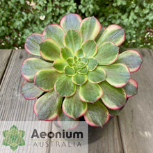 Load image into Gallery viewer, Aeonium 'Esther'