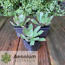 Load image into Gallery viewer, Aeonium decorum var. guarimiarense