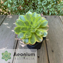Load image into Gallery viewer, Aeonium 'Green Lemon'
