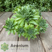Load image into Gallery viewer, Aeonium 'Winterfell'