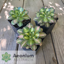 Load image into Gallery viewer, Aeonium 'Starburst'