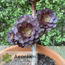 Load image into Gallery viewer, Aeonium 'Black Dragon'