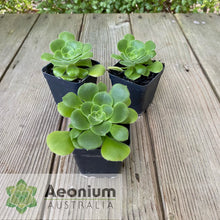 Load image into Gallery viewer, Aeonium canariense var. subplanum