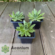 Load image into Gallery viewer, Aeonium 'Winterfell'
