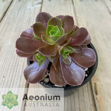 Load image into Gallery viewer, Aeonium 'Color World'