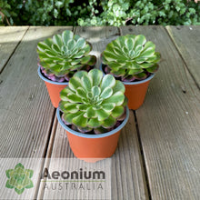 Load image into Gallery viewer, Aeonium 'White Copper'