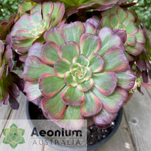 Load image into Gallery viewer, Aeonium 'Black King Kong'