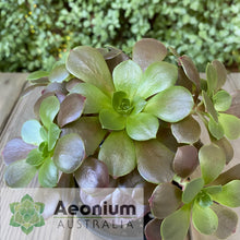 Load image into Gallery viewer, Aeonium 'Color World'