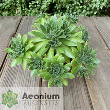 Load image into Gallery viewer, Aeonium 'Winterfell'