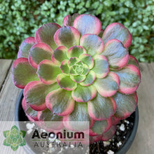 Load image into Gallery viewer, Aeonium 'Anna'