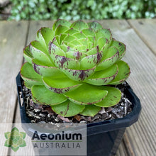 Load image into Gallery viewer, Aeonium 'Phoenix Crown'