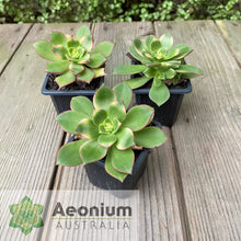 Load image into Gallery viewer, Aeonium 'Dream Color'
