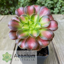 Load image into Gallery viewer, Aeonium 'Shaohua'