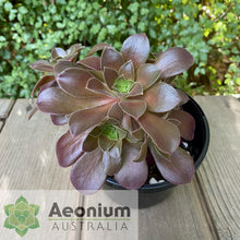 Load image into Gallery viewer, Aeonium 'Color Scheme'