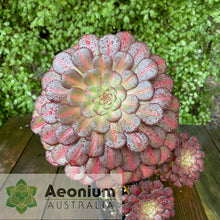 Load image into Gallery viewer, Aeonium 'Nebula'