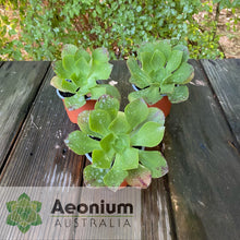 Load image into Gallery viewer, Aeonium 'Emerald Carpet'