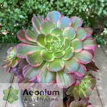 Load image into Gallery viewer, Aeonium 'Esther'
