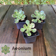 Load image into Gallery viewer, Aeonium 'Butterfly'