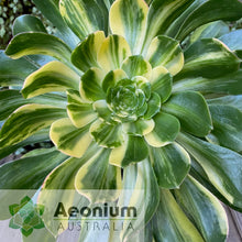 Load image into Gallery viewer, Aeonium 'Butterfly'