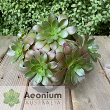 Load image into Gallery viewer, Aeonium 'Color Scheme'
